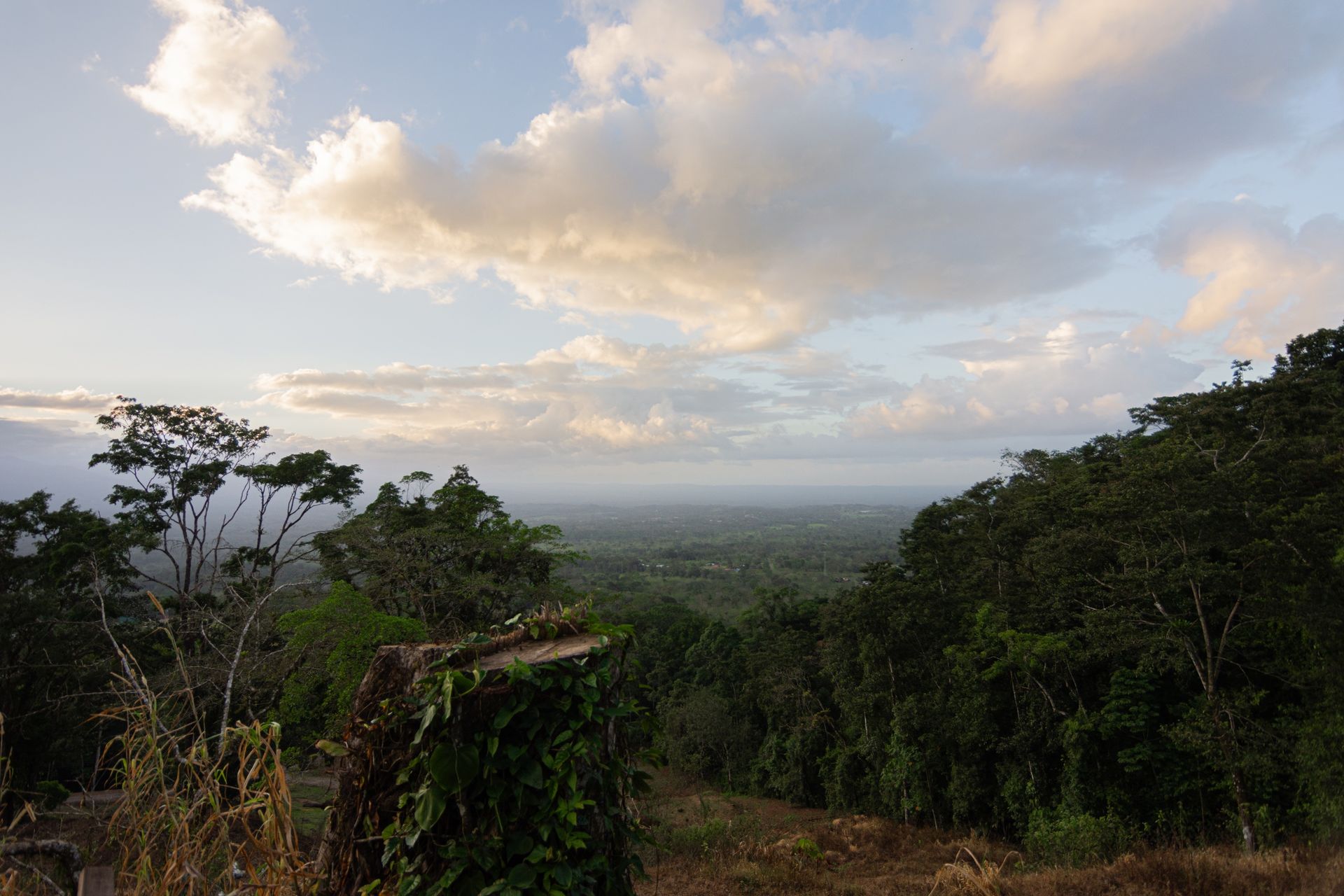 Vista de la llanura sancarleña entre el bosque bajo un cielo con nubes