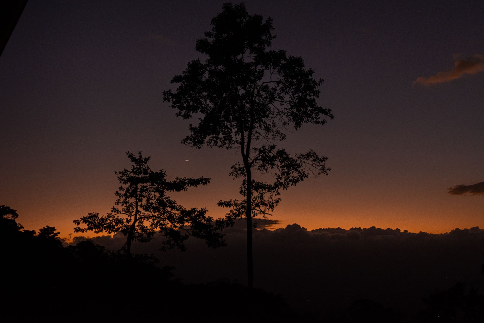 Silueta de árboles frente a un atardecer naranja en el horizonte